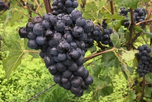 Champagne Dominique Papelard - 