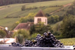 Champagne Dominique Papelard - 